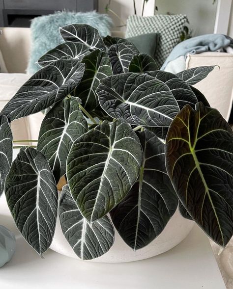 HousePlantDream on Instagram: “Alocasia ‘Black Velvet’ . Please follow for more @houseplantdream . 📸 @craigmilran . . . PLANT TAGS🌱 #urbanjungle #plantlady…” Alocasia Black Velvet Variegata, Black Velvet Plant, Velvet Plant, Alocasia Black Velvet, Black Plants, Wishlist Plants, Black Plant, Houseplants Low Light, Alocasia Plant