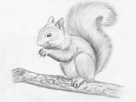 How to draw a squirrel with a pencil step-by-step drawing tutorial Squirrel Art, Free Drawing, Tiger Drawing, Pencil Drawings Of Animals, Drawing Heads, Hur Man Målar, Pencil Art Drawings, Arte Animal, Bird Drawings