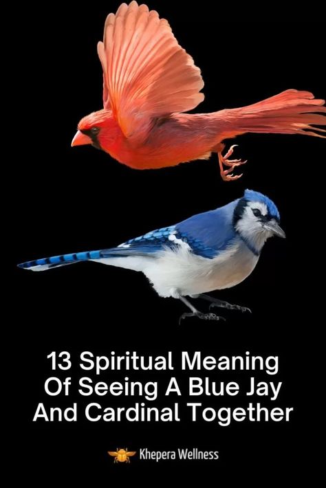 Red Cardinal Meaning, Blue Jay And Cardinal, Cardinal Birds Meaning, Blue Jay Meaning, Cardinal Meaning, Cardinal Symbolism, Blue Jay Tattoo, Bird Meaning, Backyard Birds Watching