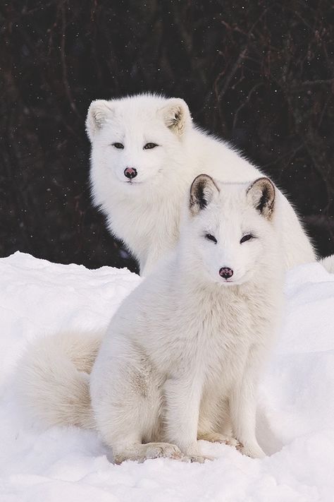 Nature's Paintbox Volpe Artica, White Foxes, Arctic Foxes, Lost Souls, Arctic Animals, Arctic Fox, Wild Dogs, Cute Fox, Alam Yang Indah