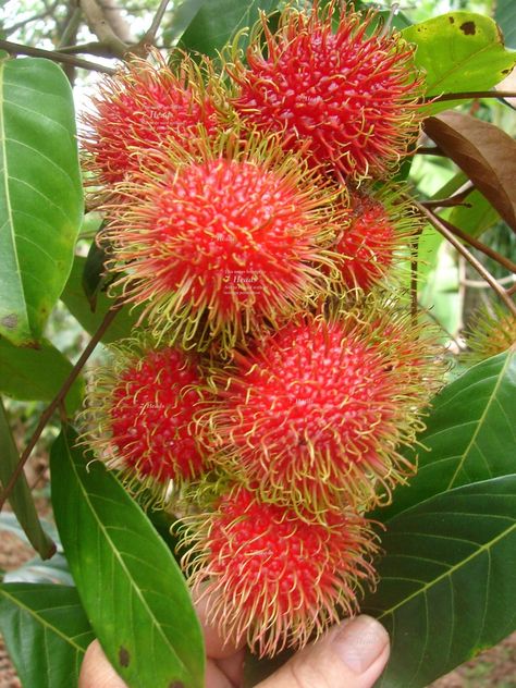 Rambutan Tree, Fruits And Vegetables Pictures, Fruit Bearing Trees, Vegetable Pictures, Fruits Photos, Pola Kartu, Fruit Photography, Beautiful Fruits, Fruit Plants