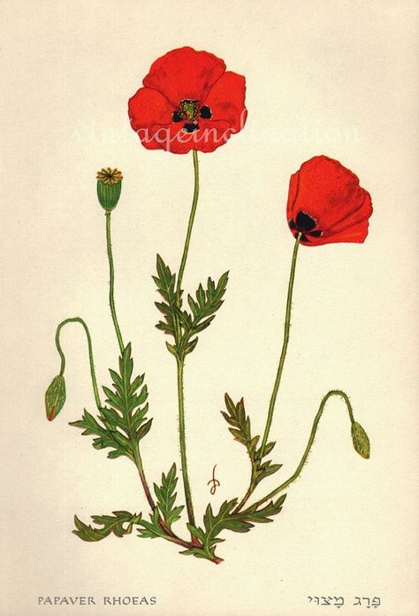 Flanders poppies (Papaver rhoeas) Flower Wall Print, Poppy Flower Drawing, Papaver Rhoeas, Corn Poppy, Botany Art, Botanical Book, Body Decor, Poppies Tattoo, Vintage Botanical Prints