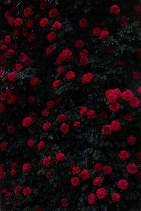 Romantic Goth Aesthetic, Ombre Wallpaper Iphone, Red Roses Wallpaper, Dark Red Roses, Wild Flower Meadow, Rosé Aesthetic, Lovely Flowers Wallpaper, Dark Flowers, Nothing But Flowers