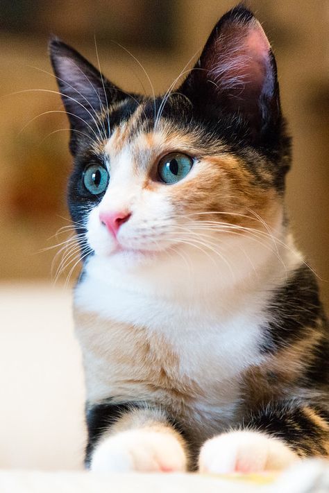 Cat Modeling, Cute Calico Cat, Gato Calico, Beautiful Cats Pictures, Calico Cats, Cat Ideas, Gorgeous Cats, Cat Model, Animale Rare