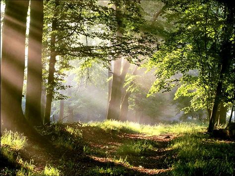 Forest Path with Sun Beams Enchanted Wood, Forest Path, Forest Photography, Walk In The Woods, Nature Aesthetic, Pretty Places, In The Forest, Narnia, In The Woods