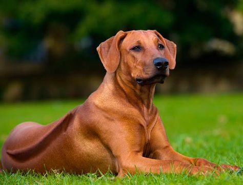 Rhodesian Ridgeback. Most Beautiful Dog Breeds, Rhodesian Ridgeback Dog, Beautiful Dog Breeds, Dog Breeds List, Most Beautiful Dogs, Lion Dog, African Lion, Rhodesian Ridgeback, Dog Blog