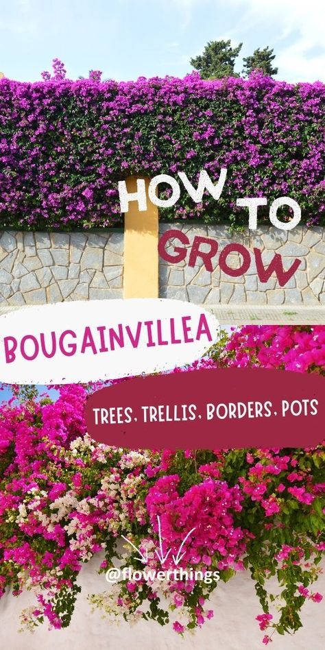 Bougainvillea Care Guide And Types | Flowersandflowerthings How To Train Bougainvillea Trellis, Bouganvilla Aesthetic, Bougainvillea Planting Ideas, Bougainvillea Arrangement, Pergola Flowers, Podocarpus Hedge, Bougainvillea Trellis, Bougainvillea Colors, Bougainvillea Care