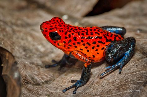 Colorful Frogs Pictures, Strawberry Dart Frog, Golden Poison Dart Frog, Poison Dart Frog Aesthetic, Poison Dart Frog Art, Cool Frogs, Poison Animals, Poison Dart Frog Tattoo, Poisonous Dart Frog