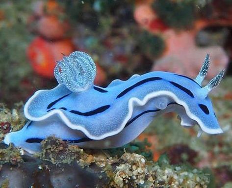 35 Insanely Stunning And Unique Sea Slugs Images That Will Mesmerize You - I Can Has Cheezburger? Blue Sea Slug, Glaucus Atlanticus, Sea Slugs, Water Creatures, Sea Snail, Sea Slug, Beautiful Sea Creatures, Water Animals, Underwater Creatures