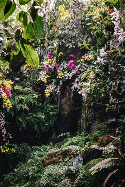 Garden Orchids, Orchid Photography, Rainforest Plants, Jungle Flowers, Vertical Garden Design, Tropical Garden Design, New York Botanical Garden, Orchid Show, Vertical Garden Wall