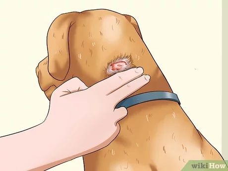 Dog Itchy Skin Remedy, Dog Rash, Mites On Dogs, Dog Itching Remedies, Itchy Skin Remedy, Itchy Dog Skin, Dog Dry Skin, Dog Skin Allergies, Dog Skin Problem