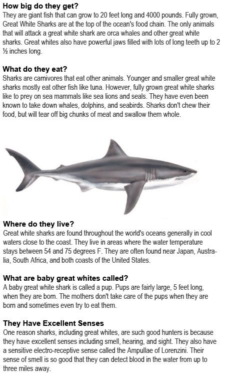 Great white shark facts for kids http://firstchildhoodeducation.blogspot.com/2013/08/great-white-shark-facts-for-kids.html Great White Shark Diorama, Shark Diorama, Shark Facts For Kids, Shark Project, Shark Habitat, Shark Information, Shark Activities, Ocean Theme Preschool, Ocean Theme Classroom