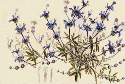 Salvia Munzii - Local San style Sage with blue flowers Salvia Mellifera, Blue Salvia, Black Sage, Secret Gardens, Hoop Wreath, Blue Flowers, Subjects, Tattoos, Plants