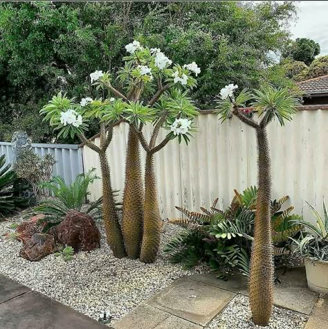 Desert Landscape Design, Desert Backyard, Succulent Landscape Design, Spanish Garden, Tropical Garden Design, Gardens Of The World, California Garden, Dry Garden, Rock Garden Landscaping