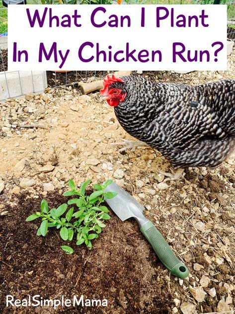 Herbs To Plant Near Chicken Coop, Chicken Coop Planting, What To Plant In A Chicken Run, Landscaping Chicken Coop Ideas, Plants In Chicken Coop, Securing Bottom Of Chicken Coop, Gardens For Chickens, Fenced In Chicken Coop, Gardening With Chickens