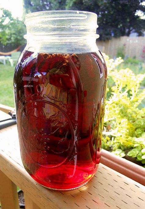 Rose and Berry Sun Tea Recipe with Rose Petals and Rosehips Sun Tea Recipe, Sun Tea Recipes, Lady Grey Tea, Healthy Potluck, Party Punches, Blackberry Leaf, Bear Food, Rose Petal Jam, Rose Syrup