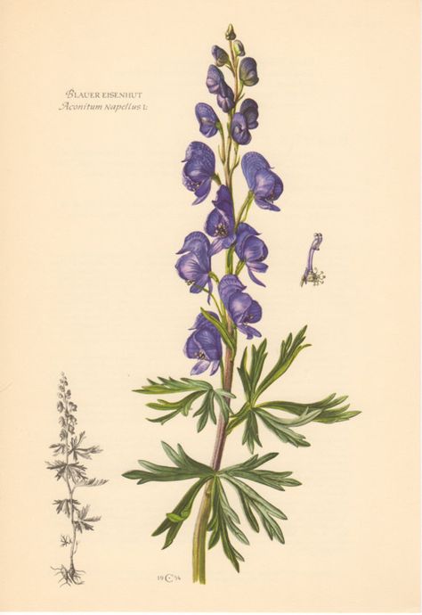 Wolfsbane Flower Aesthetic, Wolfs Bane Flower Drawing, Monkshood Flower Drawing, Monkshood Flower Tattoo, Wolfsbane Flower Drawing, Wolfsbane Flower Tattoo, Aconitum Tattoo, Wolfsbane Illustration, Wolvesbane Flower