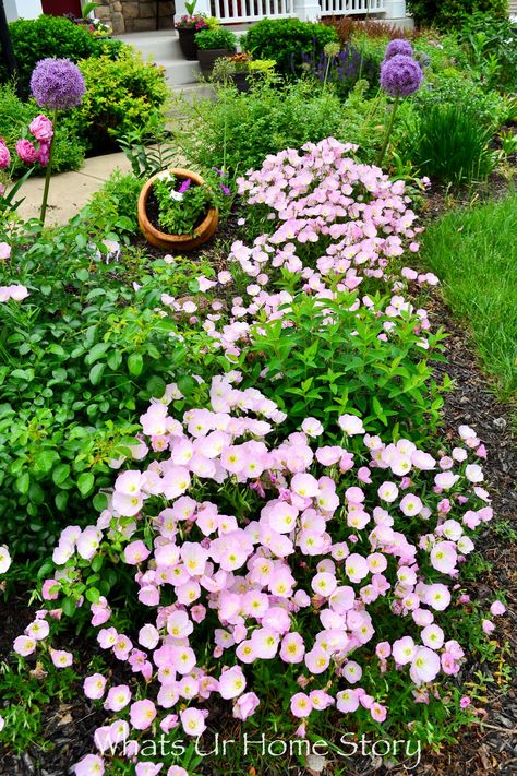 Spring Garden- sea of pink flowers courtesy Mexican prime rose - #springgarden #springperennials #cottagegarden Prime Rose, Rose Hedge, Spring Perennials, Easy Perennials, Knockout Roses, Lilac Bushes, Front Garden Landscape, Perennial Flowers, Blooming Plants