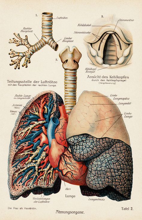 Medical Frame, Lung Anatomy, Medical Drawings, Human Lungs, Biology Art, Human Body Anatomy, Medical School Inspiration, Medical School Essentials, Human Anatomy Art