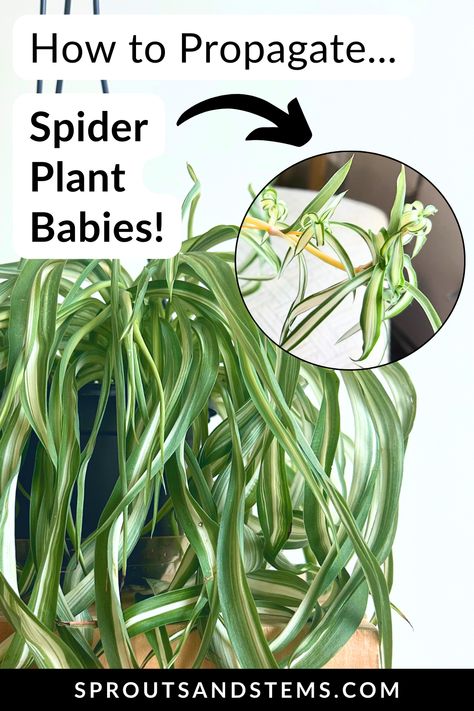 Learn the tips and tricks of spider plant propagation to grow thriving new plants! This expert guide will show you exactly how to remove the spider plant babies for successful propagation. How To Propagate Spider Plants, Propagating Spider Plants, Spider Plant Propagation, Houseplant Propagation, Spider Plant Care, Spider Plant Babies, Propagation Tips, Airplane Plant, Ribbon Plant