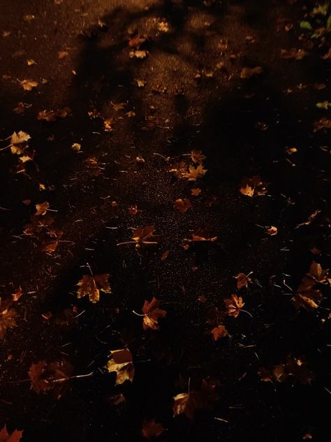 October Night Aesthetic, Night Streetlight, Autumn Leaves Aesthetic, October Leaves, Autumn Court, Coraline Aesthetic, Fall October, Dark Autumn, Night Garden