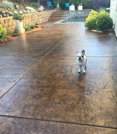 Stained Concrete Walkways To Front Door, Stain Cement Patio, Staining Old Concrete Patio, Concrete Porch Stain Ideas, Concrete Stained Patio, Resurfacing A Concrete Patio, Stained Back Porch Concrete, Stained Textured Concrete Patio, Cement Sealer Outdoor