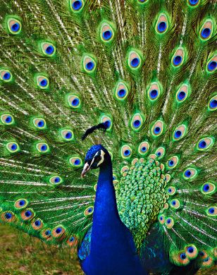 Mutluluk tavus kuşu gibi renk renktir; mutlu olan kişinin duygu ve düşünceleri birbiriyle çelişmez, denktir. Peacock And Peahen, Peacock Colors, Coloring Inspiration, Peacock Art, Peacock Bird, Tail Feathers, Peacock Feathers, Pretty Birds, Colorful Birds