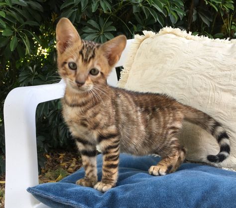 Toyger Cats For Sale | Hesperia, CA Sokoke Cat, Toyger Kitten, Christmas Cat Tree, Korat Cat, Toyger Cat, Cat Persian, Cat Grey, Cat Orange, Burmese Cat