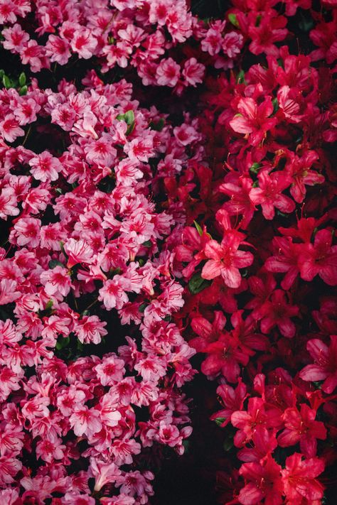 Azalea Bouquet, Things Get Better, Azalea Bush, Bouquet Aesthetic, Spanish Holidays, The White Princess, Cumulus Clouds, Lady In Waiting, Spring Blooms