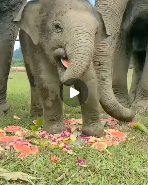 Baby Elephants Playing, World Elephant Day, Elephant Camp, Elephants Playing, Elephant And Castle, Elephant Rock, Elephant Pillow, Elephant Parade, Baby Elephants