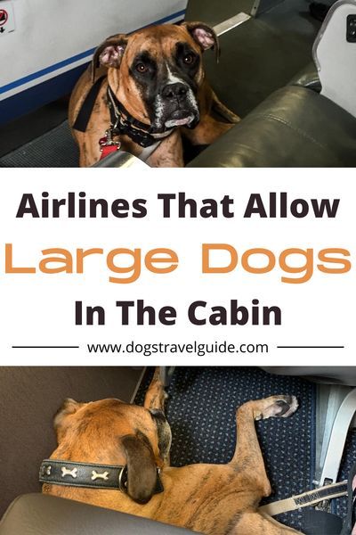 Dogs On Planes, Dog Bucket List, Road Trip With Dog, Dog Travel Crate, Dog Friendly Vacation, Dog Travel Bag, Flying Dog, Dog Activities, Dog Gear