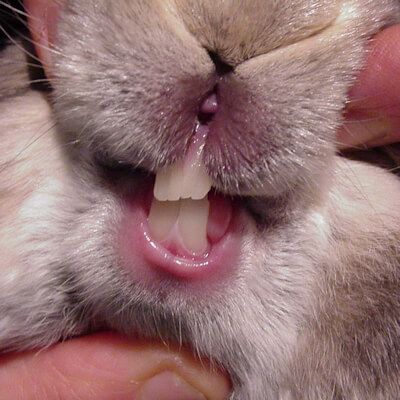 Gigi Kelinci, Bishops Stortford, Rabbit Teeth, Bunny Teeth, Bone Infection, Smile Tips, Rabbit Eating, Rabbit Care, Tooth Pain