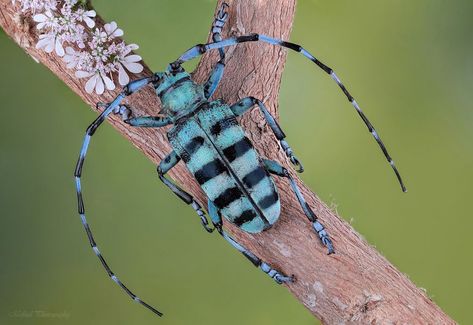 Macro Photography Insects, Macro Photography Tips, Longhorn Beetle, Insect Photos, Bee Images, Butterfly Face, Stag Beetle, Jumping Spider, A Bug's Life