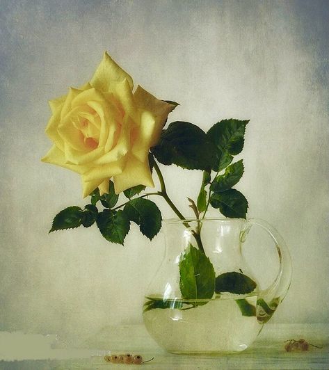 Rose Still Life Photography, Rose Still Life, Still Life Sketch, Still Life Pictures, French Flowers, Still Life Flowers, Flower Vase Arrangements, Fruit Painting, Still Life Drawing