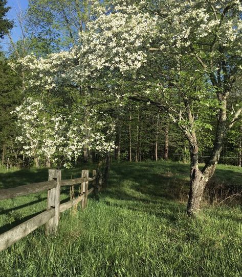 Hijau Mint, Spring Aesthetic, Green Nature, English Countryside, Nature Aesthetic, Spring Day, Pretty Places, Green Aesthetic, Fantasy Landscape