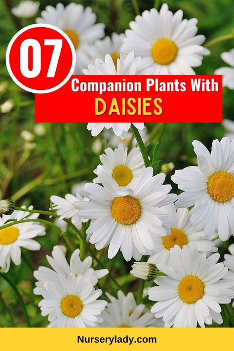 Garden companions -
Plant pairings -
Daisy garden partners -
Floral combinations -
Companion planting guide -
Garden harmony -
Plant symbiosis -
Daisy-friendly plants -
Floral companions -
Garden biodiversity -
Beneficial plant pairings -
Daisy garden arrangements -
Planting combinations -
Garden coexistence -
Complementary flora -
Plant diversity -
Daisy bed companions -
Garden interplanting -
Plant cohabitation -
Daisy garden diversity - Shasta Daisy Companion Plants, Shasta Daisy Landscaping, Daisy Care, Michaelmas Daisy, Companion Gardening, Shasta Daisies, Daisy Garden, Vibrant Landscape, Flower Bed Designs