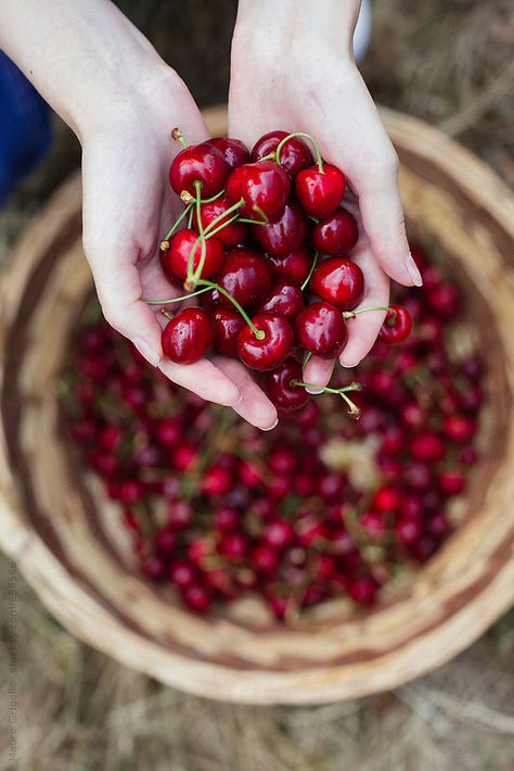 Фотография Cherry Farm, Simple Nutrition, Summer Cherries, Fruit Picking, Hands Holding, Beautiful Fruits, Sweet Cherries, Tropical Fruits, Delicious Fruit