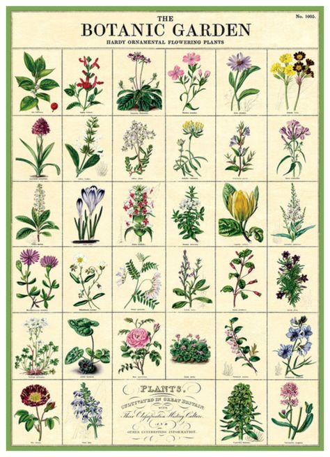 This Cavallini Poster is printed on Italian paper (archival). Perfect for wrapping, as posters, framing and other creative endeavors. Size: 50 x 70 cm Material: Paper Flower Poster, Illustration Vintage, Garden Wall Art, Botanic Garden, Floral Garden, Decoupage Paper, Vintage Botanical, Botanical Garden, Garden Gifts