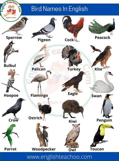 Bird Names List in English with Pictures 2 Birds Name List, Animals Name With Picture, Birds Name, Bird Names, Names Of Birds, Animal Infographic, Gas Mask Art, List Of Birds, Study English Language