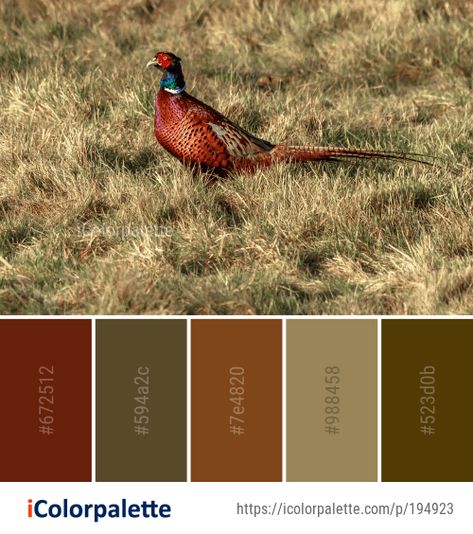 Hunting Color Palette, Pheasant Color Palette, Wildlife Colour Palette, Bird Colour Palette, Fur Color Palette, Equestrian Color Palette, Farm Color Palette, Western Color Palette, Color Palette Theme