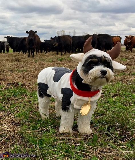 Dog Farmer Costume, Mini Schnauzer Halloween Costume, Cow Dog Costume, Cute Pet Costumes, Cowgirl Dog Costume, Dogs Costumes Halloween, Cute Halloween Dog Costumes, Cute Outfits For Dogs, Dog Pig Costume