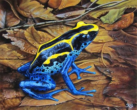 Poisonous Tree Frog, Tree Frog Painting, Poisonous Frog, Creature Anatomy, Frog Painting, Poison Dart Frog, Amazon Forest, Red Eyed Tree Frog, Poison Dart