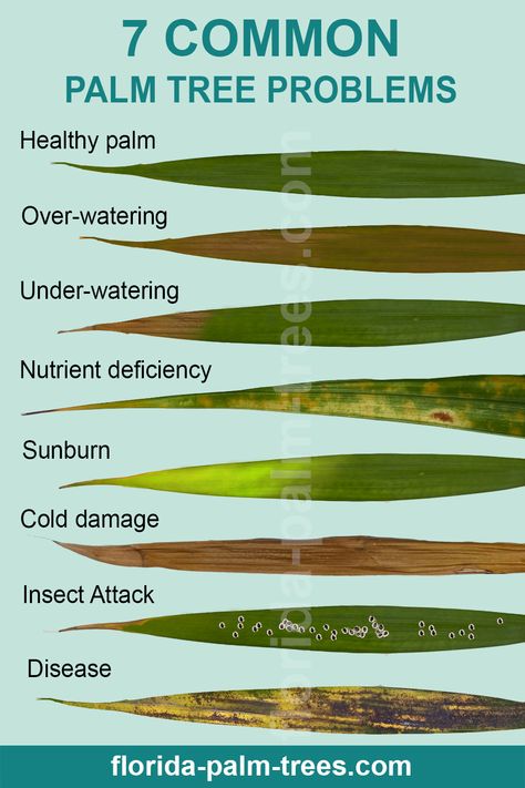 Does your palm tree looks sick and you don't know what to do? Check out my post about most common palm tree problems and easy solutions. Plant Diseases Identification, Palm Tree Care, Plant Deficiencies, Tanaman Air, Indoor Palms, Palm Tree Plant, Tanaman Pot, نباتات منزلية, Plant Care Houseplant