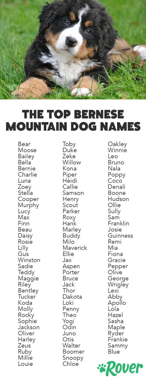 Bernese Mountain Dog Puppies, Make Dog Names, Bernedoodle Names, Bernese Mountain Dog Names, Dog Names Girl, Burnese Mountain Dog, Cute Dog Names, Burmese Mountain Dogs, Bernese Puppy