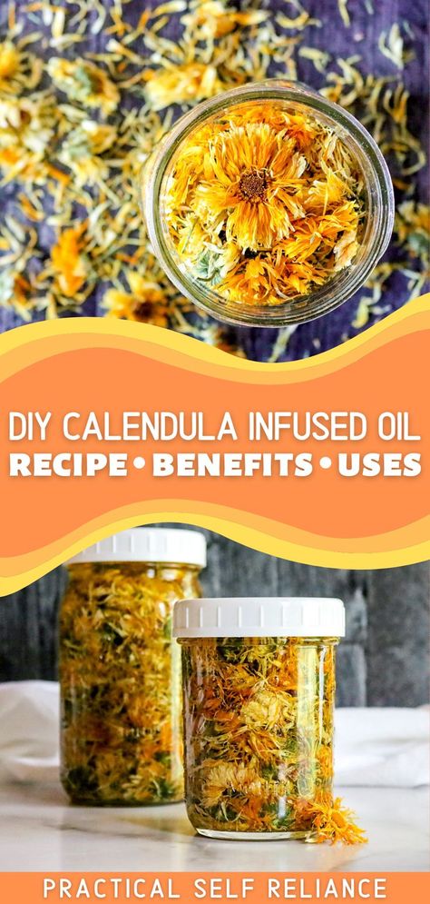 dried calendula flowers infusing in oil within a mason jar Herbal Oil Recipes, Flower Infused Oil, Infused Oil Recipes, Calendula Infused Oil, Tinctures Recipes, Herbal Medicine Recipes, Herbal Remedies Recipes, Diy Herbal Remedies, Herbal Salves