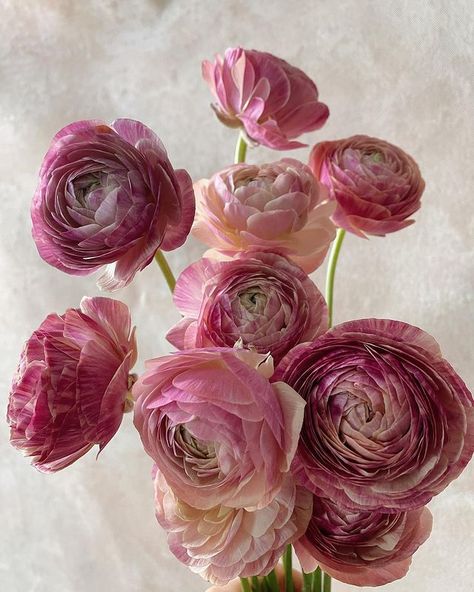 Flower Bouquet Ranunculus, Ronoculous Bouquet, Raniculas Ranunculus, Renoculous Flower, Rinoculous Flowers, Raniculous Flower, Ranculus Flowers Bouquet, Ranaculas Bouquet, Renuculas Bouquet