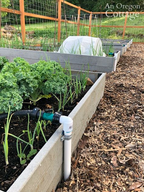 We are LOVING this easy DIY automatic garden watering system for our raised vegetable beds! It didn't cost a lot (especially compared to full irrigation systems), used easy to find Pvc pipe parts, basic skills and tools. Full tutorial on how to build a simple automatic watering system for your home garden. Diy Garden Watering System, Raised Garden Beds Irrigation, Watering Raised Garden Beds, Irrigation Diy, Borders Garden, Garden Watering System, Automatic Watering System, Watering System, Diy Raised Garden