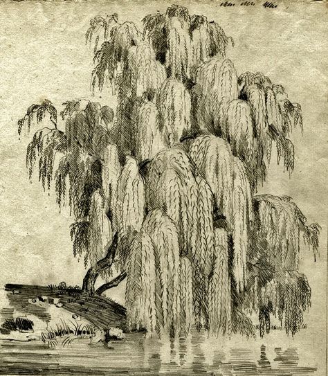 Willow Tree Drawing Reference, Willow Tree Reference, Willow Tree Sketch, Weeping Willow Drawing, Willow Drawing, Fantasy Willow Tree, Willow Tree Drawing, Weeping Willow Tree Drawing Step By Step, Willow Tree Concept Art