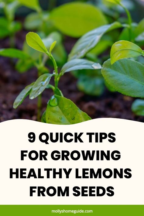 Learn how to grow lemons from seeds with these simple steps, perfect for any gardening enthusiast. Growing your own lemon tree can be a rewarding experience that also adds a fresh touch to your home or garden. Discover the best tips and tricks for successful lemon seed germination and cultivation. Follow our guide on how to plant, water, and care for your lemon tree seedlings until they flourish into beautiful citrus trees bearing juicy fruits. How To Plant A Lemon Tree, How To Grow Lemons From Seeds, Grow Lemons From Seeds, Planting Lemon Seeds, Lemon Tree From Seed, Growing Lemon Trees, Lemon Plant, Lemon Seeds, How To Grow Lemon