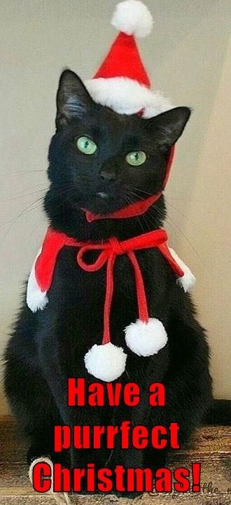 Merry Christmas Cats, Christmas Black Cat, Christmas Kitties, Black Cat Christmas, Merry Christmas Cat, Christmas Pets, Christmas Kitten, Tiny Cats, Santa Paws